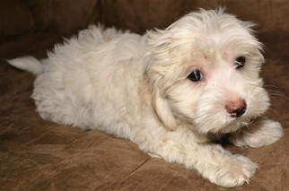 Maltipoo Puppy for sale in JASPER, GA, USA