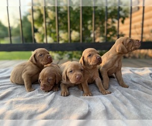 German Shorthaired Pointer-Vizsla Mix Puppy for sale in WAVERLY, NY, USA