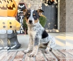 Small #3 Australian Cattle Dog