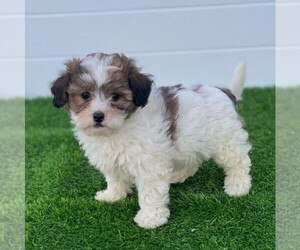 ShihPoo Puppy for sale in MIDDLESEX, NY, USA