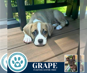 Boxer-Unknown Mix Dogs for adoption in Kimberton, PA, USA