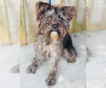Small #1 Mutt