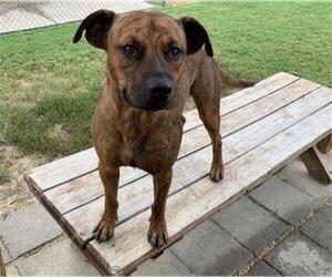 Labrador Retriever-Unknown Mix Dogs for adoption in Tulsa, OK, USA