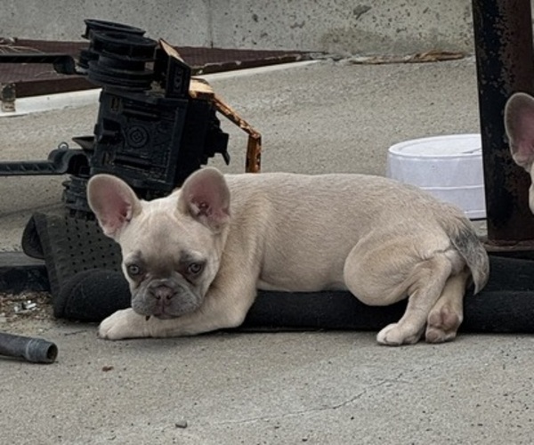 Medium Photo #2 French Bulldog Puppy For Sale in DEER TRAIL, CO, USA