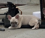 Puppy Puppy 1 French Bulldog