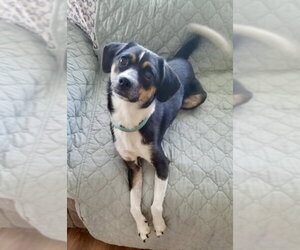 Raggle Dogs for adoption in Mount Laurel, NJ, USA