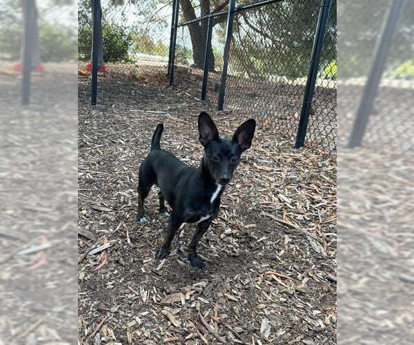 Medium Photo #2 Chihuahua Puppy For Sale in Fremont, CA, USA