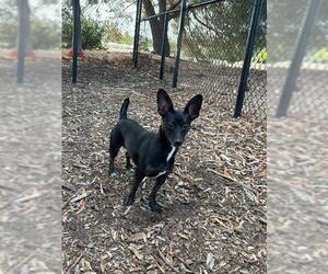 RUBY - Female Chihuahua Dog for Adoption - Photo #2