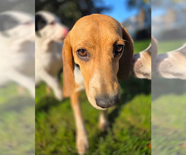 Medium Photo #5 Beagle Puppy For Sale in Dunnellon, FL, USA