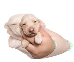 Medium Dachshund