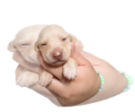 Puppy Little luna Dachshund
