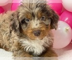 Small Photo #3 Aussiedoodle Miniature  Puppy For Sale in HICKSVILLE, OH, USA