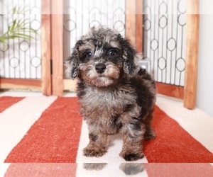 Poodle (Toy) Puppy for sale in NAPLES, FL, USA
