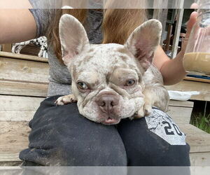 French Bulldog-Unknown Mix Dogs for adoption in Plymouth, MN, USA