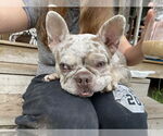 Small French Bulldog Mix