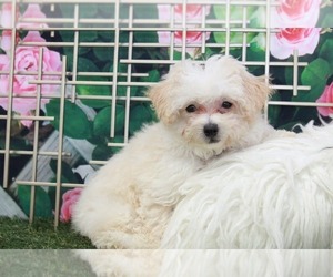 Poochon Puppy for sale in MARIETTA, GA, USA