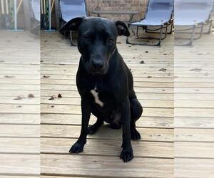 Max- In Foster - Male Labrador Retriever-Unknown Mix Dog for Adoption - Photo #2