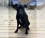 Small Photo #2 Labrador Retriever-Unknown Mix Puppy For Sale in Rockwall, TX, USA