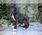 Puppy Ace Great Dane