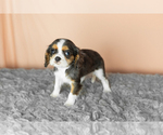 Small #1 Cavalier King Charles Spaniel