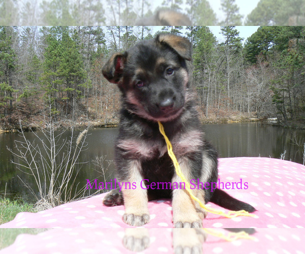Medium Photo #1 German Shepherd Dog Puppy For Sale in PIEDMONT, MO, USA
