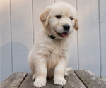 Puppy Theo Golden Retriever