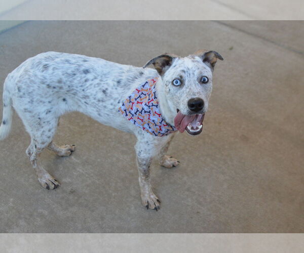 Medium Photo #2 Mutt Puppy For Sale in McKinney, TX, USA