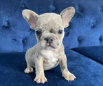 Small Photo #4 French Bulldog Puppy For Sale in ATLANTA, GA, USA