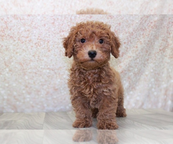 Medium Photo #2 Poodle (Miniature) Puppy For Sale in MARIETTA, GA, USA