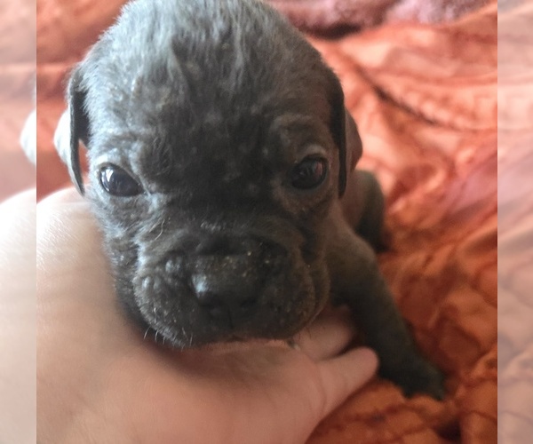 Medium Photo #36 Cane Corso Puppy For Sale in HENRY, VA, USA