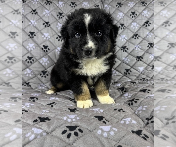 Medium Photo #24 Australian Shepherd Puppy For Sale in SALISBURY, NC, USA