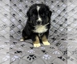 Small Photo #24 Australian Shepherd Puppy For Sale in SALISBURY, NC, USA