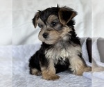 Small #2 Morkie