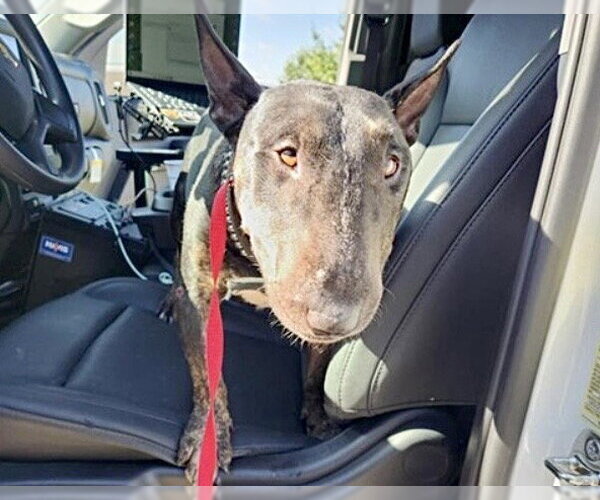 Medium Photo #2 Miniature Bull Terrier-Unknown Mix Puppy For Sale in Houston, TX, USA