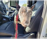 Small #1 Miniature Bull Terrier Mix