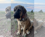 Small Photo #13 Spanish Mastiff Puppy For Sale in GILLETTE, WY, USA