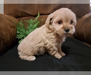 Poodle (Miniature)-ShihPoo Mix Puppy for sale in CANON CITY, CO, USA