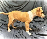 Small #1 Catahoula Leopard Dog Mix