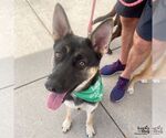 Small #1 German Shepherd Dog Mix