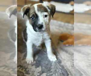 Big Hunk - Male Mutt Dog for Adoption - Photo #4