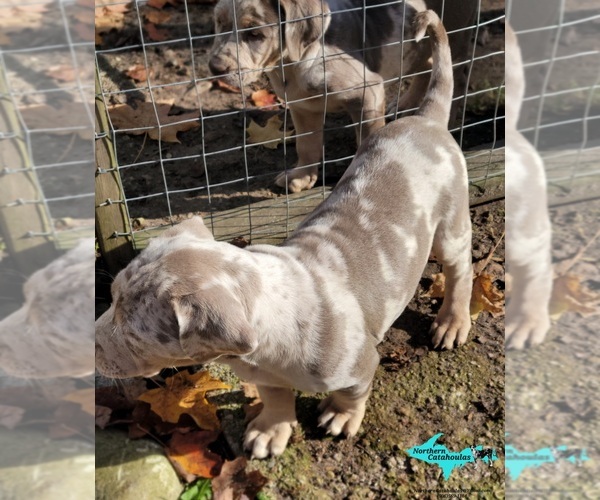 Medium Photo #2 Catahoula Leopard Dog Puppy For Sale in MORAN, MI, USA