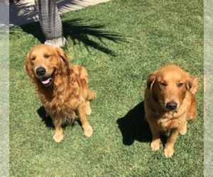 Father of the Golden Retriever puppies born on 04/01/2024