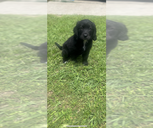 Goldendoodle Puppy for sale in LAKE CITY, FL, USA