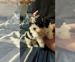 Small Photo #3 Mal-Shi Puppy For Sale in LUDOWICI, GA, USA