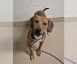 LITTLE ANDY - Male Labrador Retriever-Unknown Mix Dog for Adoption - Small photo