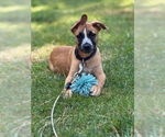 Small #7 Labrador Retriever Mix
