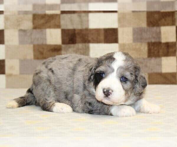 Medium Photo #7 Bernedoodle (Miniature) Puppy For Sale in DENVER, PA, USA