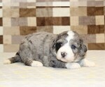 Small #6 Bernedoodle (Miniature)