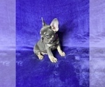 Small Photo #9 French Bulldog Puppy For Sale in KENNESAW, GA, USA