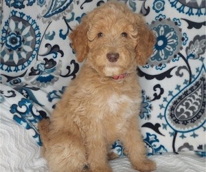 Poodle (Standard) Puppy for Sale in ELKTON, Kentucky USA